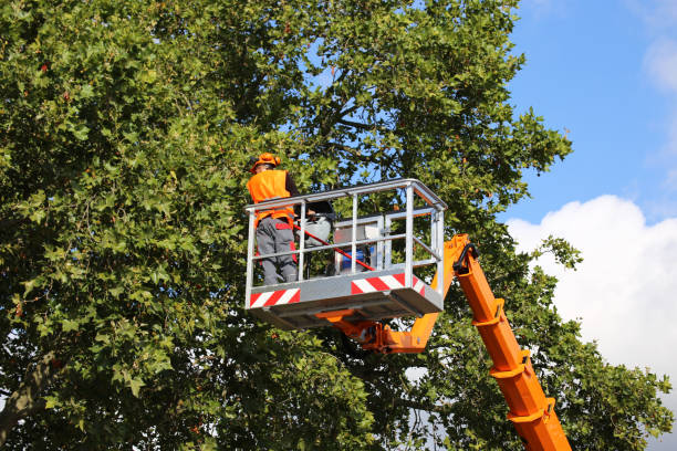 Best Tree Health Inspection  in Catoosa, OK